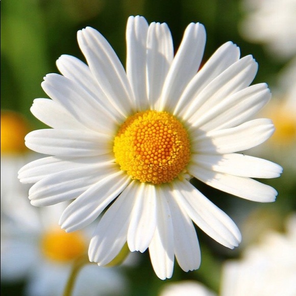 Meet your Posher, Lynne - Picture 1 of 1